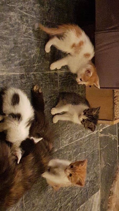 Persian female cat and kittens available for sale (urgent)(separately) 9