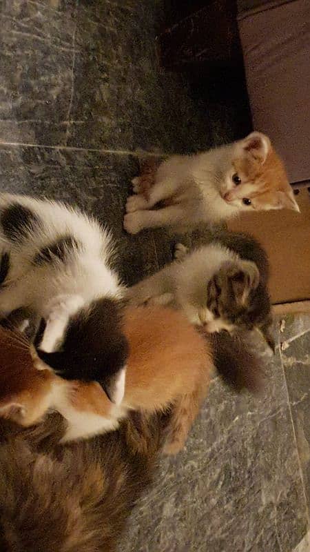 Persian female cat and kittens available for sale (urgent)(separately) 11