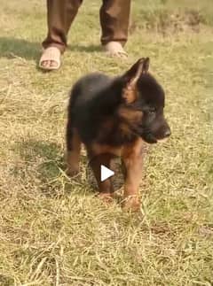 gsd puppy