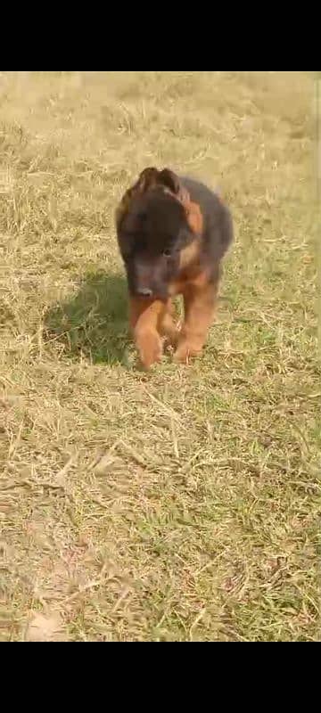 gsd puppy 2