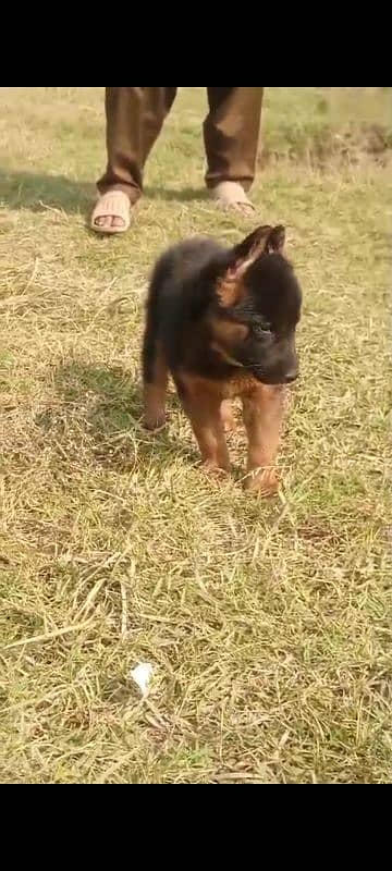 gsd puppy 3