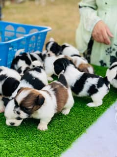 I want to sale shitzu puppies