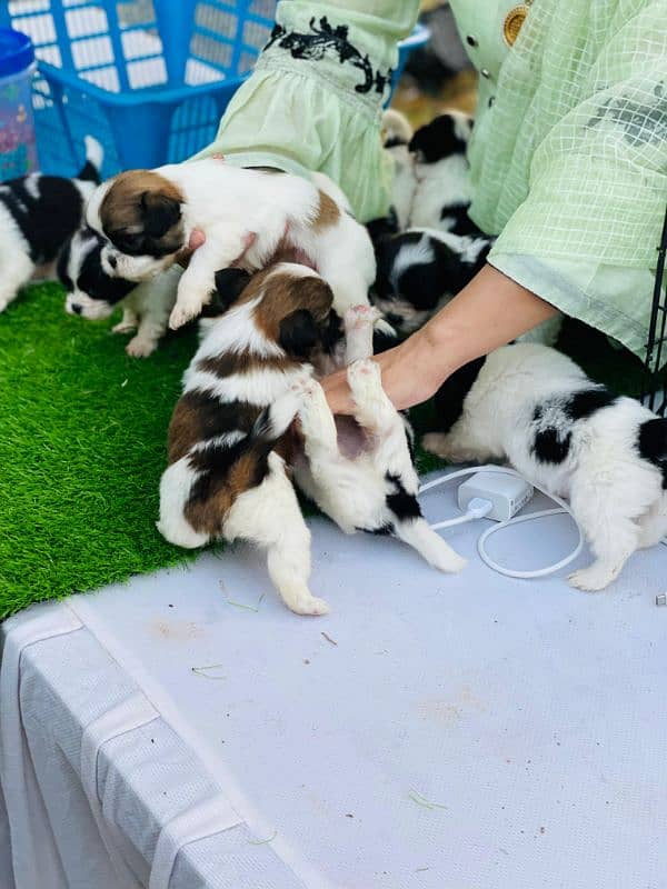 I want to sale shitzu puppies 1