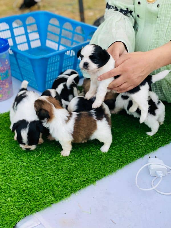 I want to sale shitzu puppies 3