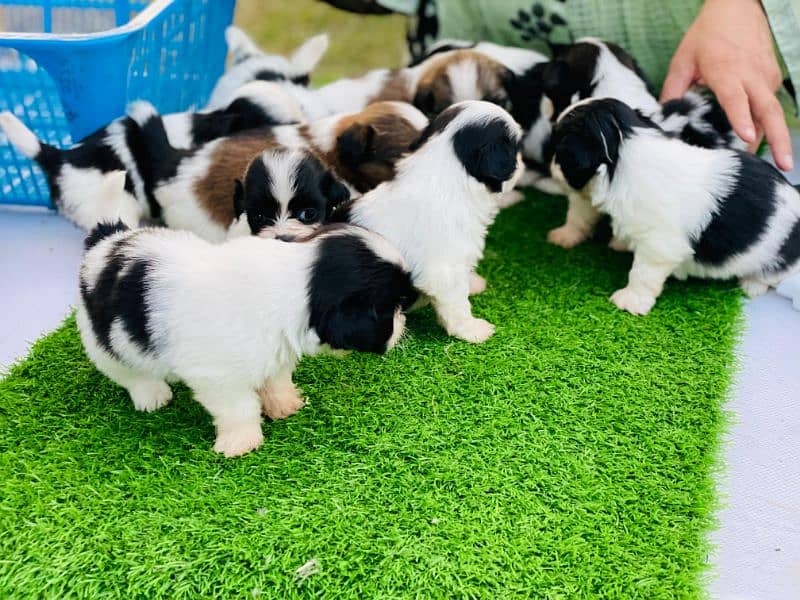 I want to sale shitzu puppies 4