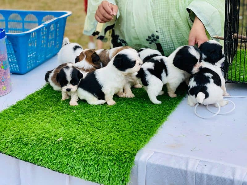 I want to sale shitzu puppies 9