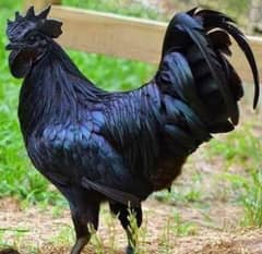 Black Hen selling