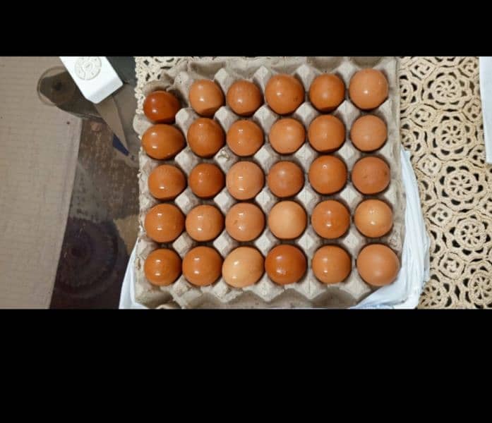 Desi eggs. 1