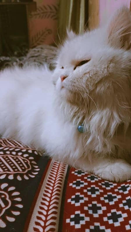 Persian cat for sale White color christal blue eyes 1