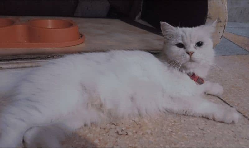 Persian cat for sale White color christal blue eyes 0