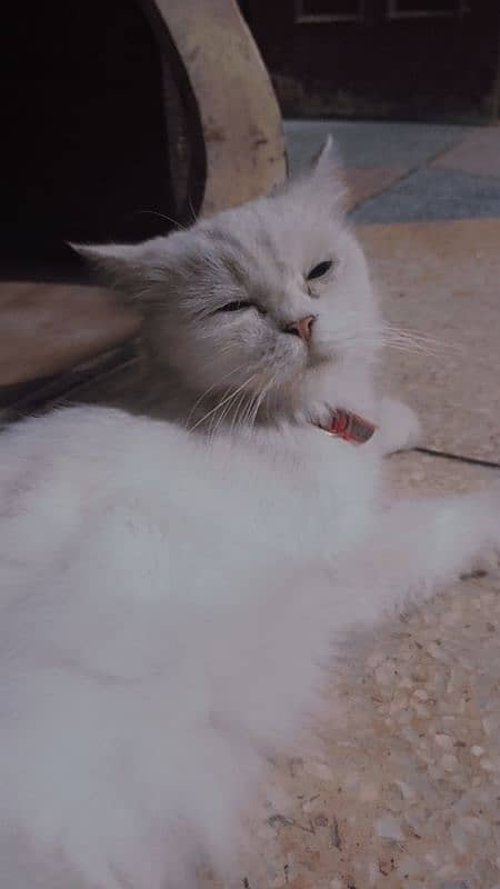 Persian cat for sale White color christal blue eyes 2