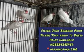 Silver Java Breeder Pairs & Fawn Java Females Available