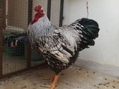 Silver Laced Wyandotte chicks