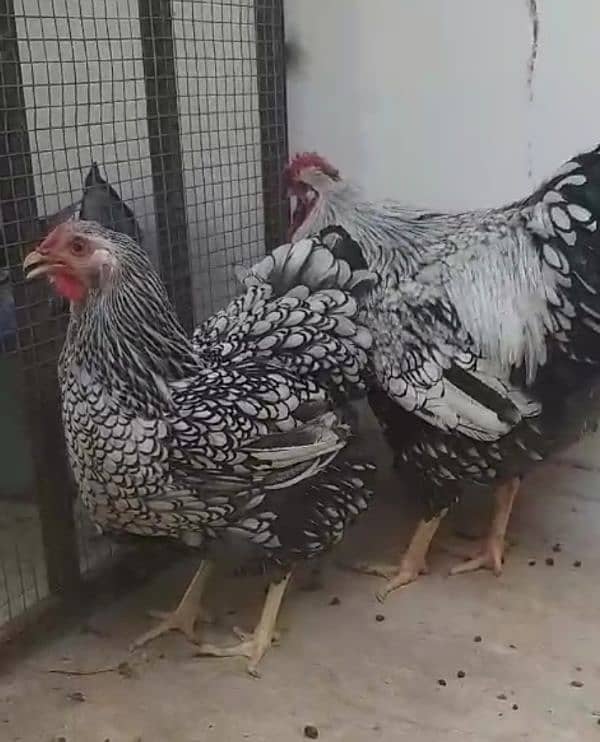 Silver Laced Wyandotte chicks 2