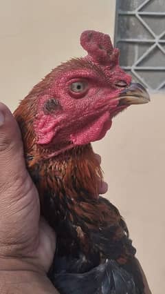 Aseel Murgh For Sale