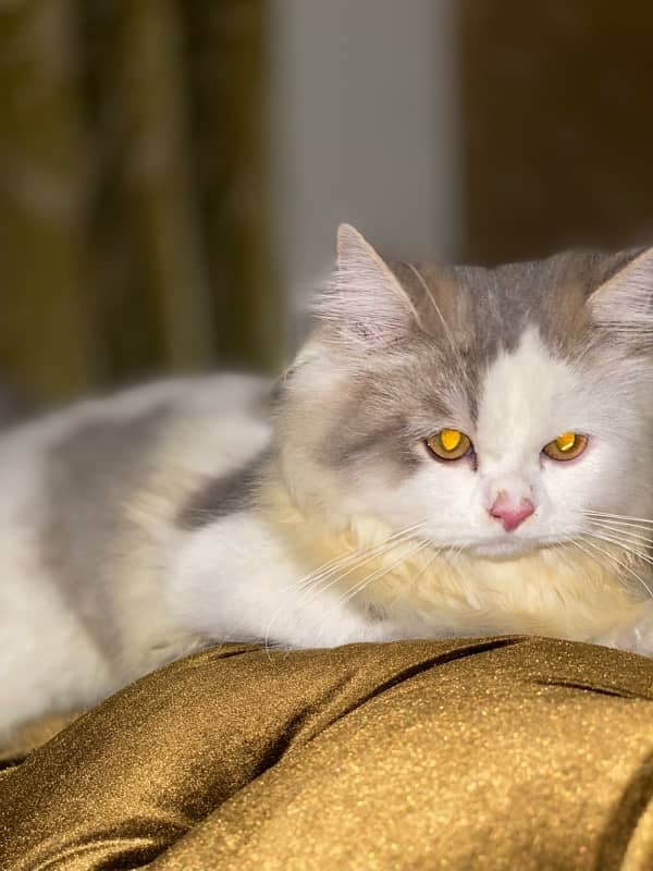 Persian cat 3