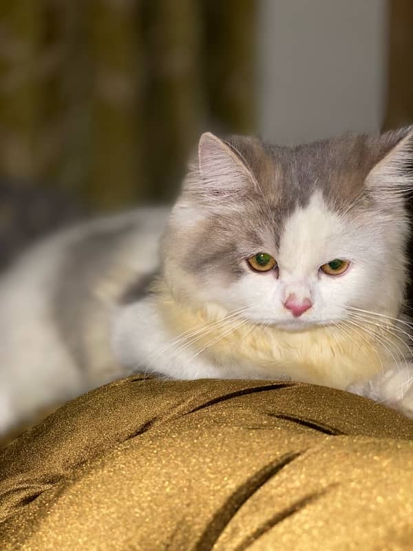 Persian cat 4