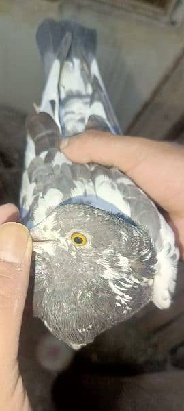 Pigeons for sale 03349263969 0