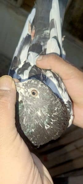 Pigeons for sale 03349263969 2