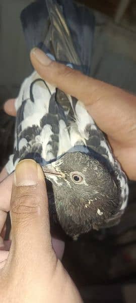 Pigeons for sale 03349263969 5