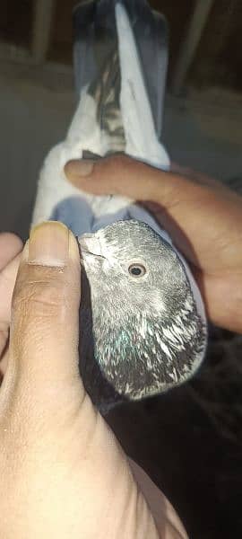 Pigeons for sale 03349263969 10