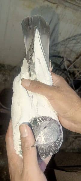 Pigeons for sale 03349263969 11