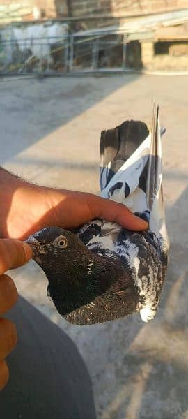 Pigeons for sale 03349263969 17