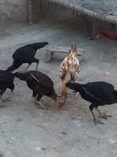 Aseel Sindhi breed for sale Green town Chowk near oneunit colony