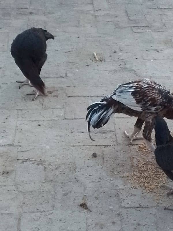 Aseel Sindhi breed for sale Green town Chowk near oneunit colony 1