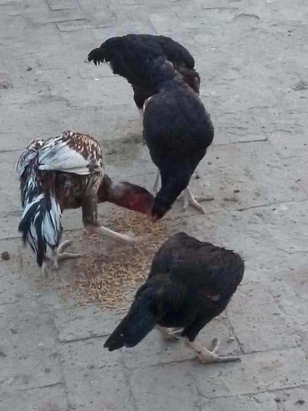 Aseel Sindhi breed for sale Green town Chowk near oneunit colony 2