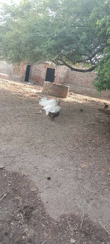 turkey white colour male 0