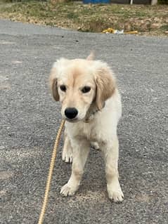 Female Golden retriever puppy