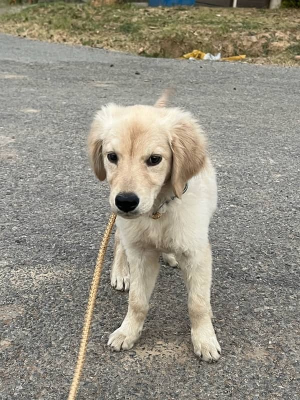 Female Golden retriever puppy 0