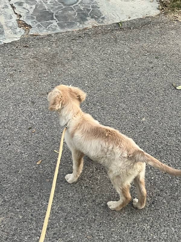 Female Golden retriever puppy 1