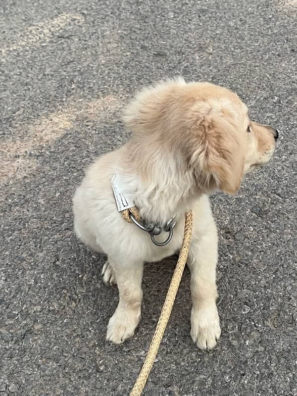 Female Golden retriever puppy 2