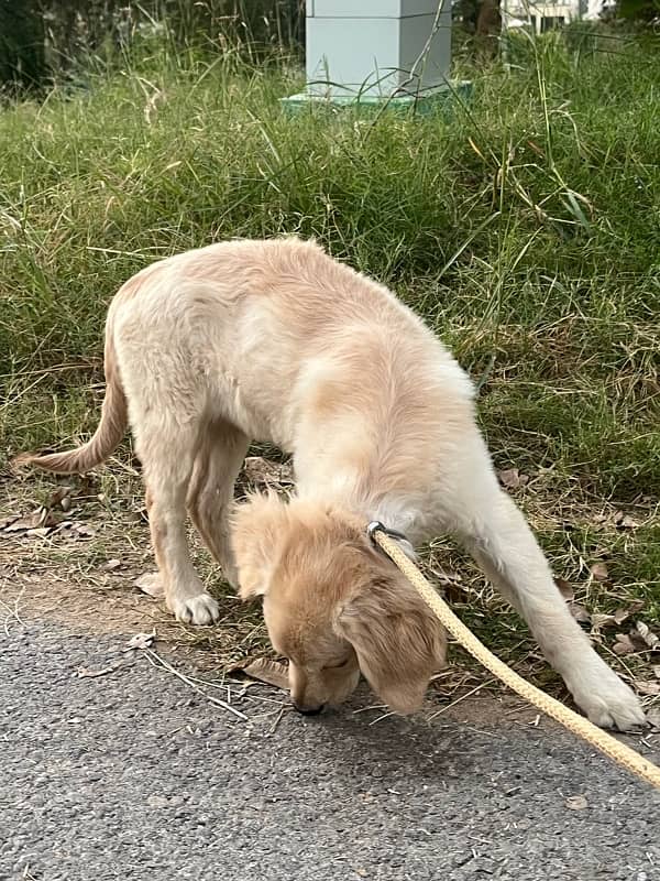 Female Golden retriever puppy 3