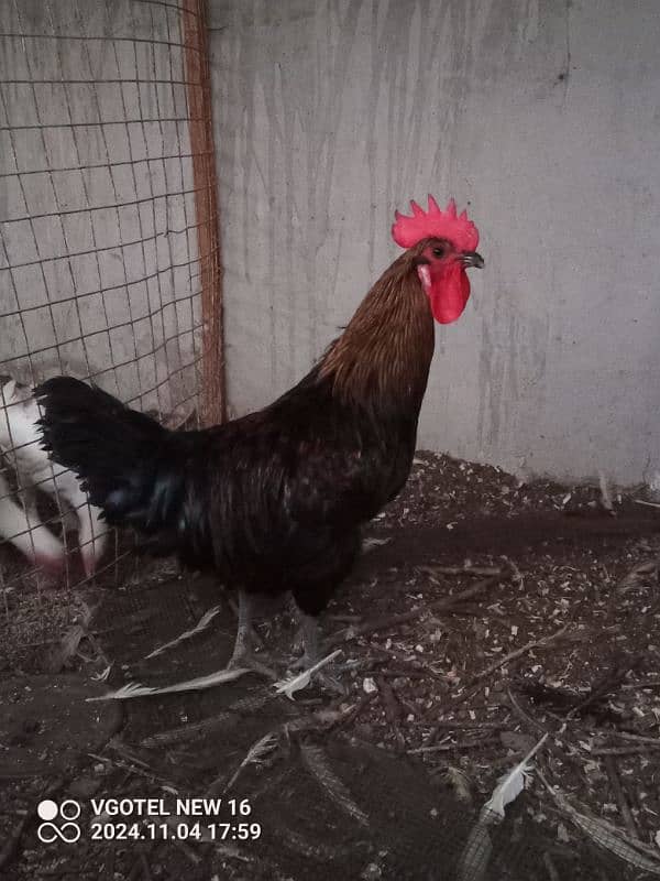 RIR + Australorp Cross Breed Male 0