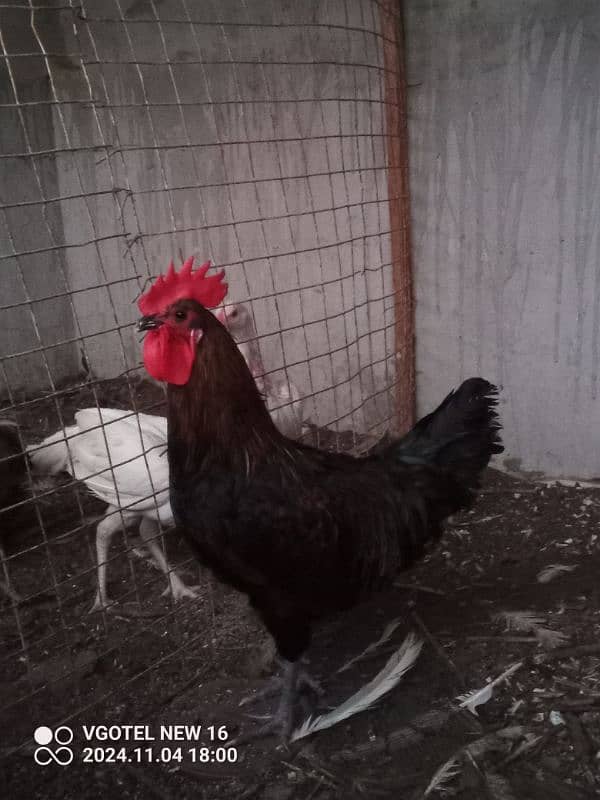 RIR + Australorp Cross Breed Male 1