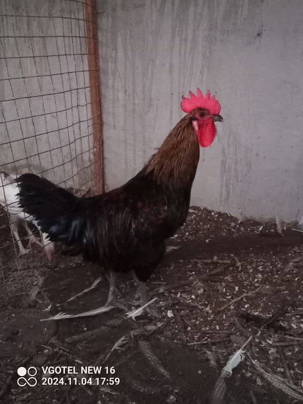 RIR + Australorp Cross Breed Male 2