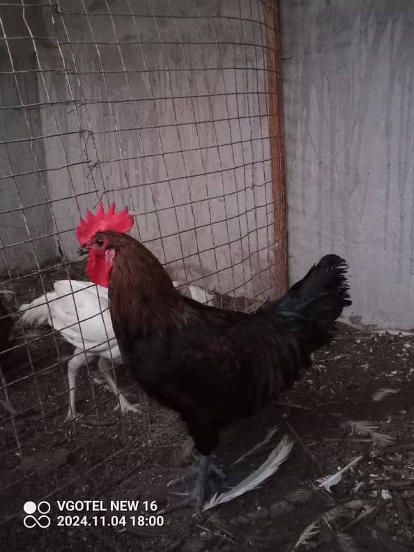 RIR + Australorp Cross Breed Male 3