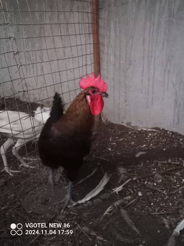 RIR + Australorp Cross Breed Male 4