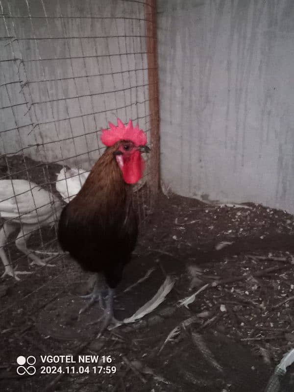 RIR + Australorp Cross Breed Male 5