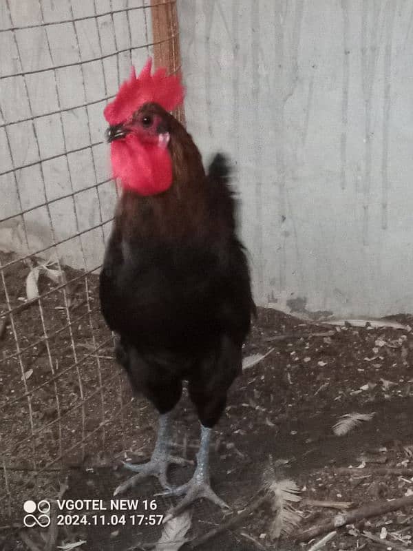 RIR + Australorp Cross Breed Male 6