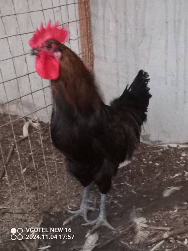 RIR + Australorp Cross Breed Male 7