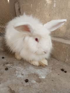 Fancy breeder male rabbit