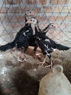 White O Shamo /Aseel pathy /king size/ shamo chicks/high Quality shamo