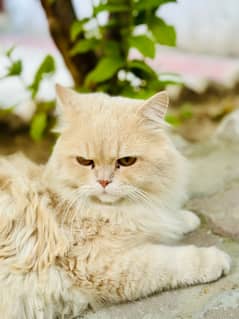 Male Persian cat  Vaccinated Triple coated fur Fully trained