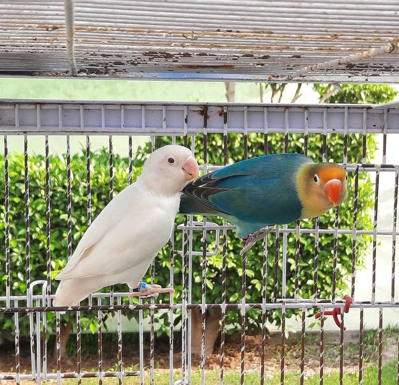 Parblue split ino and albino red eye lovebirds parrots pair for sale 0