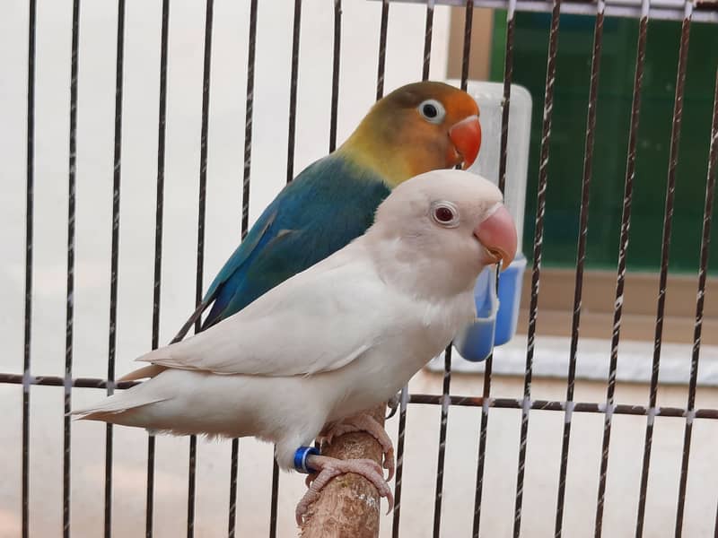 Parblue split ino and albino red eye lovebirds parrots pair for sale 1