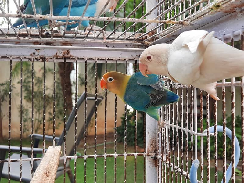 Parblue split ino and albino red eye lovebirds parrots pair for sale 2